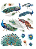Peacock Dreams